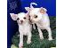 PoulaTo: Kc Λευκό γαλακτώδες Sm.ct Αρσενικό και θηλυκό Puppy Chihuahuas...
